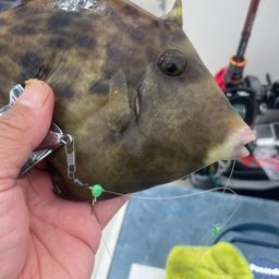 カワハギ