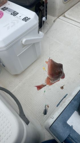 ホウボウの釣果