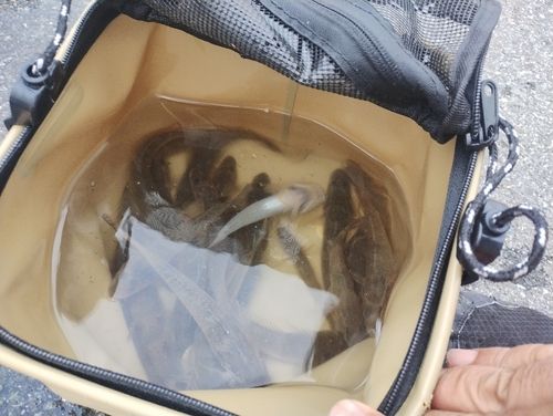 マハゼの釣果