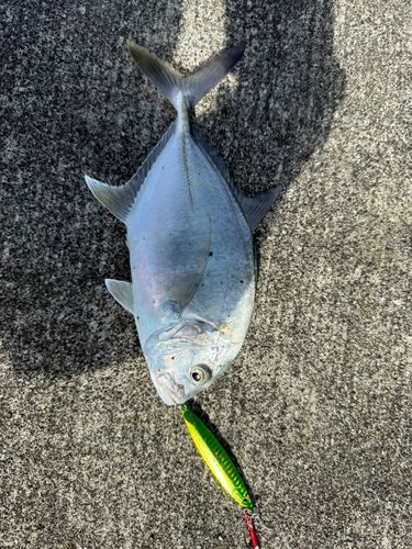 メッキの釣果