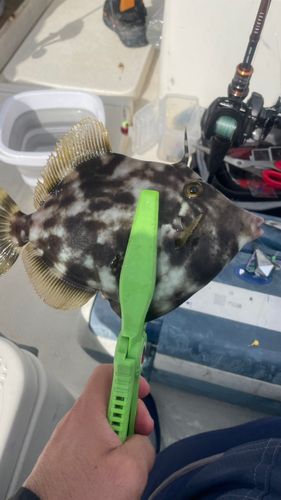 カワハギの釣果