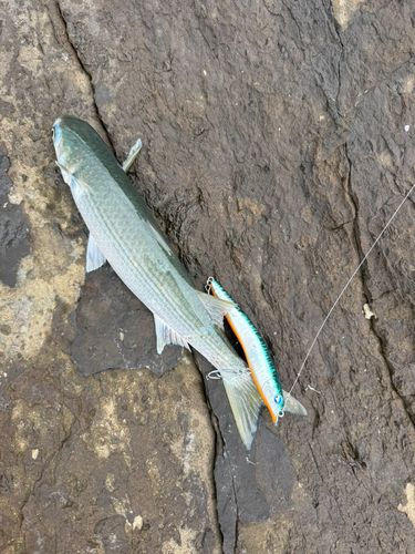 ボラの釣果
