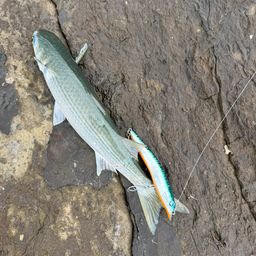 ボラ