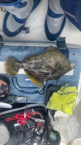 カワハギの釣果