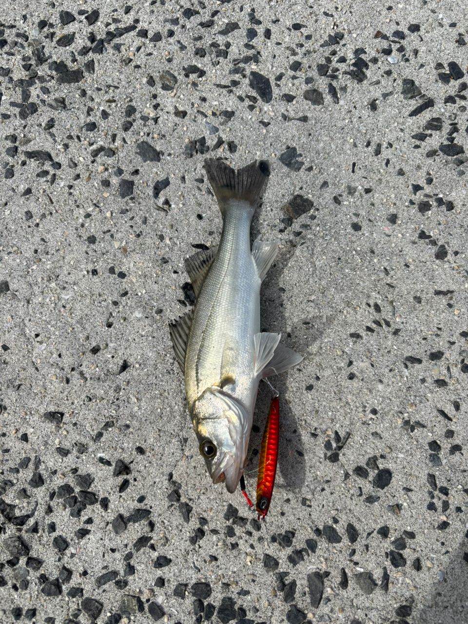 セイゴ（マルスズキ）