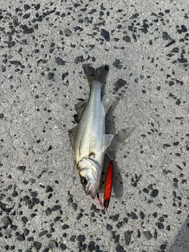 セイゴ(マルスズキ)の釣果