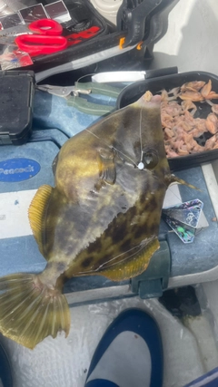 カワハギの釣果
