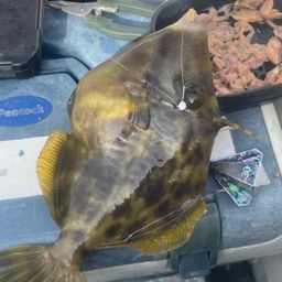 カワハギ