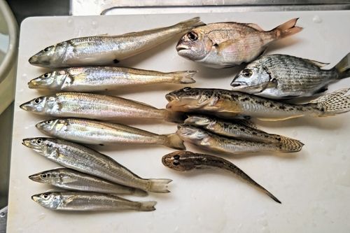 キスの釣果