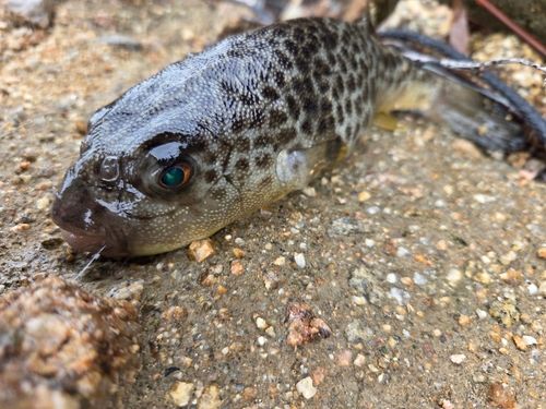 フグの釣果