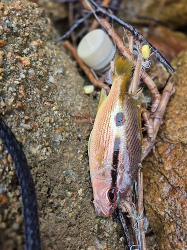 ヨコスジフエダイの釣果