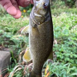 スモールマウスバス