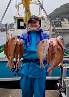 マダイの釣果