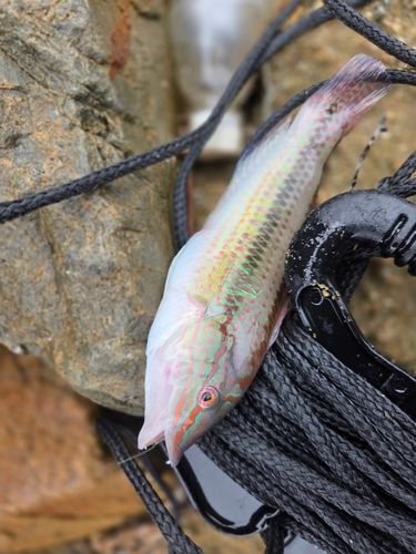 ベラの釣果