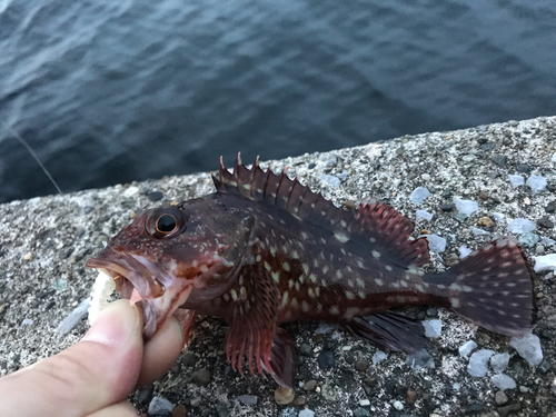 カサゴの釣果