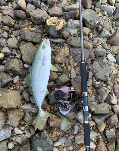 ヤズの釣果
