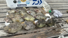 シロサバフグの釣果
