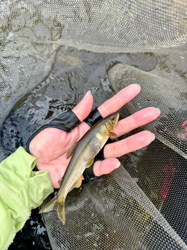 長良川上流