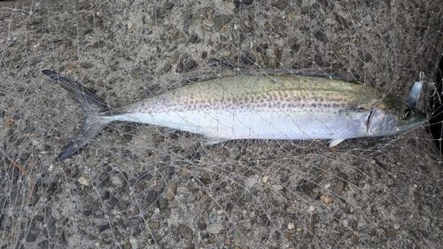 サゴシの釣果