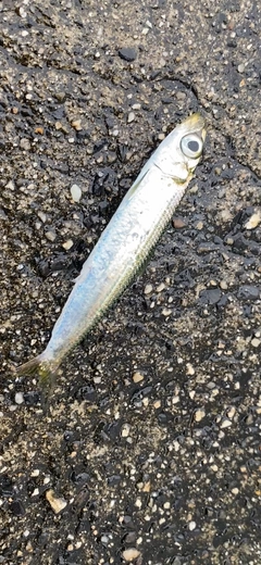 ウルメイワシの釣果