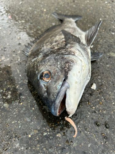 チヌの釣果
