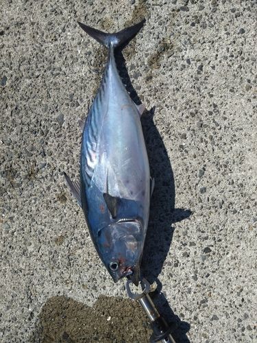 スマガツオの釣果