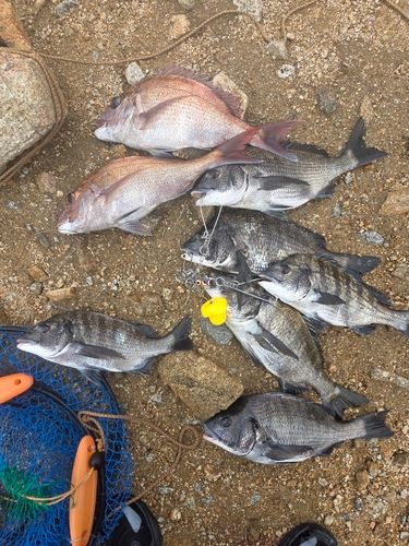 マダイの釣果