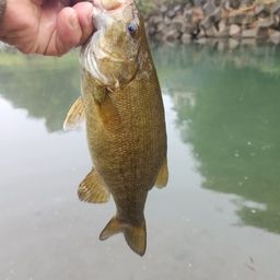 スモールマウスバス