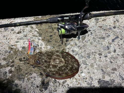 モンゴウイカの釣果