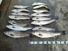 シーバスの釣果