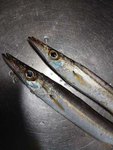カマスの釣果