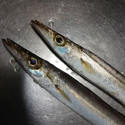 カマス