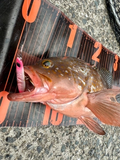 アコウの釣果