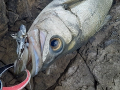 ヒラスズキの釣果