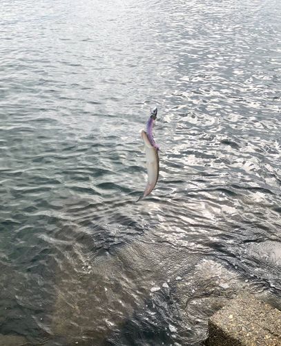 エソの釣果