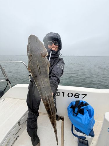 マゴチの釣果