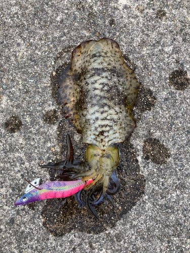 アオリイカの釣果