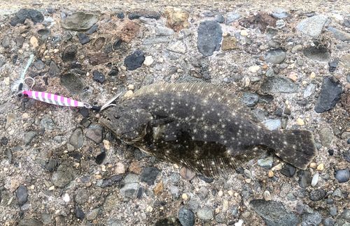 ソゲの釣果