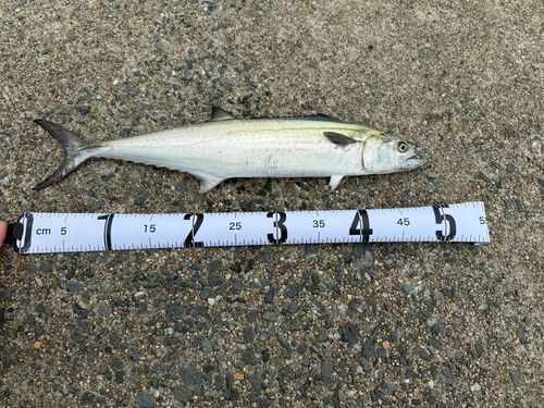サゴシの釣果