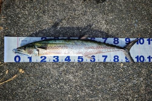 サワラの釣果