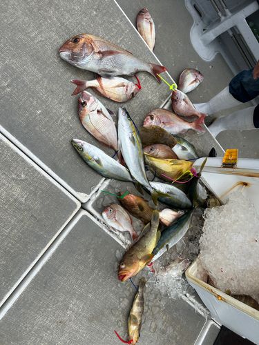 アオナの釣果