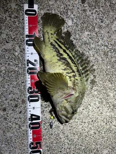 シマソイの釣果