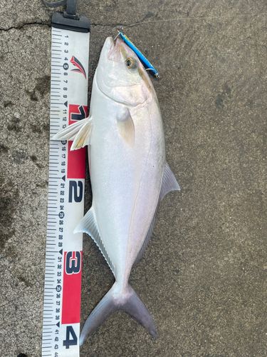ショゴの釣果