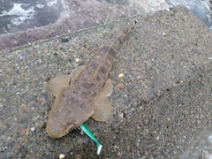 マゴチの釣果