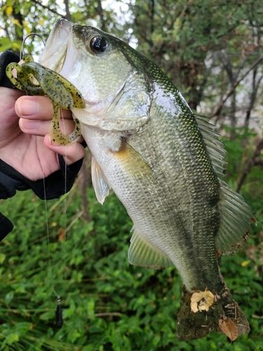 ラージマウスバスの釣果