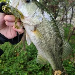 ラージマウスバス