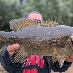 スモールマウスバス