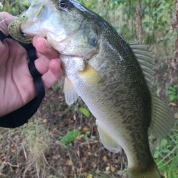 ラージマウスバス