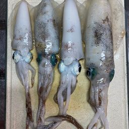 アオリイカ