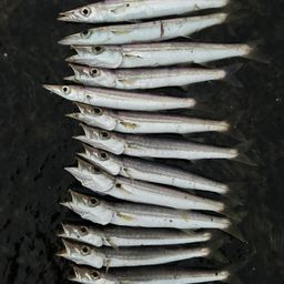 カマス